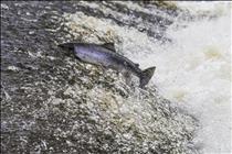 Atlantic Salmon
