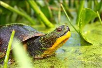 Blandings Turtle