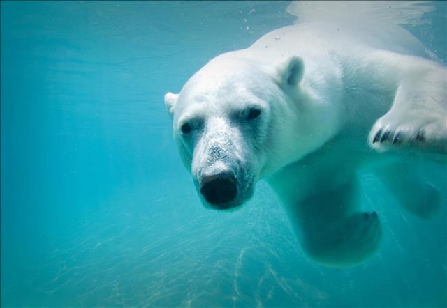 Polar bear