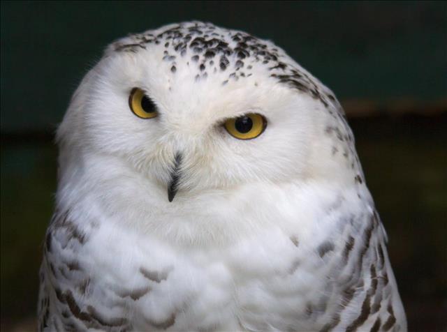 Snowy Owl