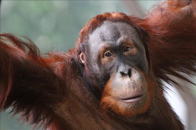 Orangutan