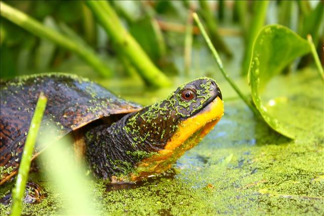 Blandings Turtle