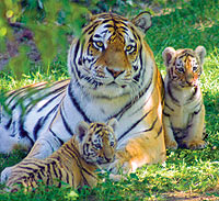 http://www.torontozoo.com/img/Siberian-Tig-family.jpg