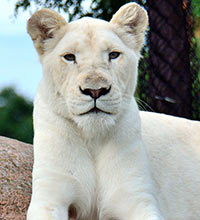toronto zoo deals 2019