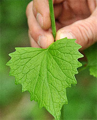 Toronto Zoo | Invasive...