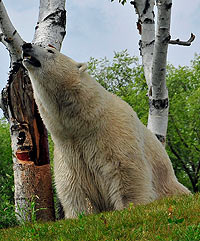 Polar Bear on top of hill at the Zoo