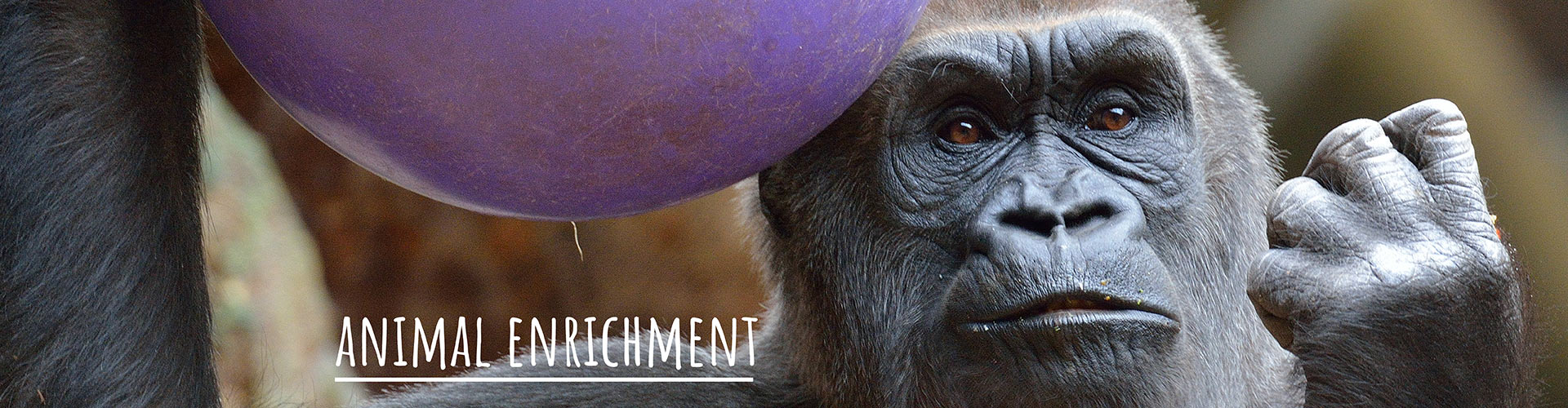 Enrichment - Learn More