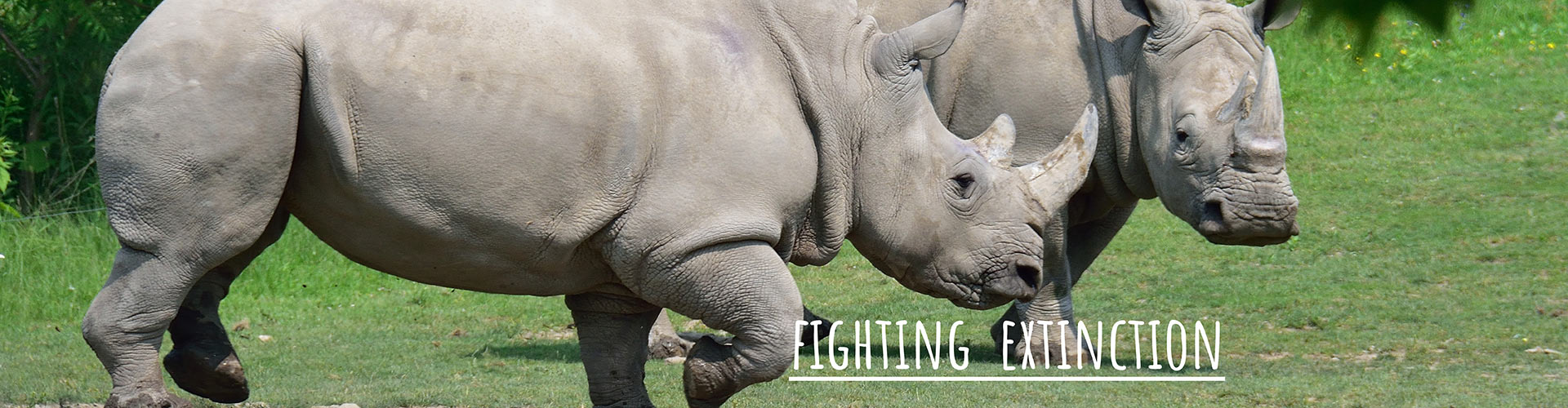 Toronto Zoo | Fighting Extinction0