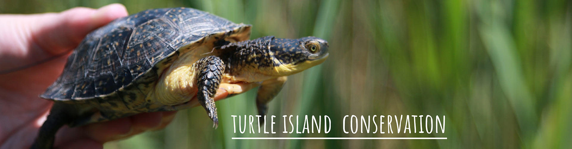 Turtle Island Conservation - Who We Are