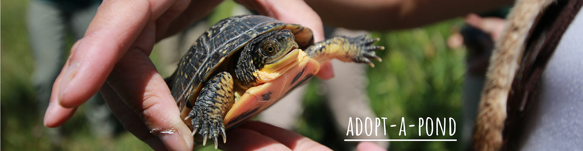 Adopt A Pond - Community Science