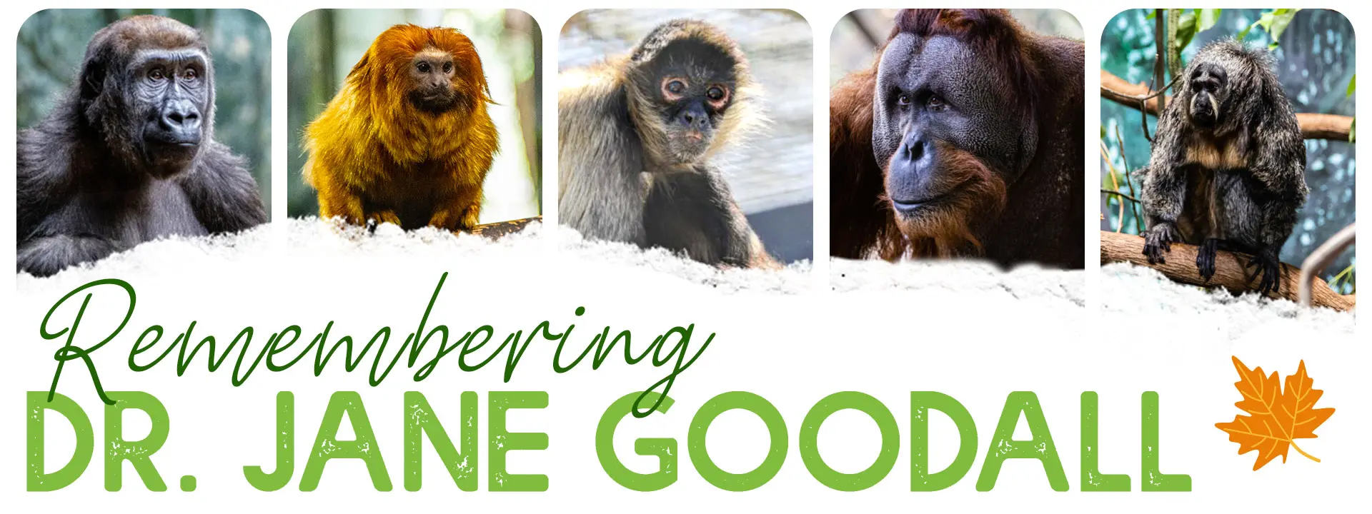 Toronto Zoo Membership Banner with a tribute to Dr. Jane Goodall
