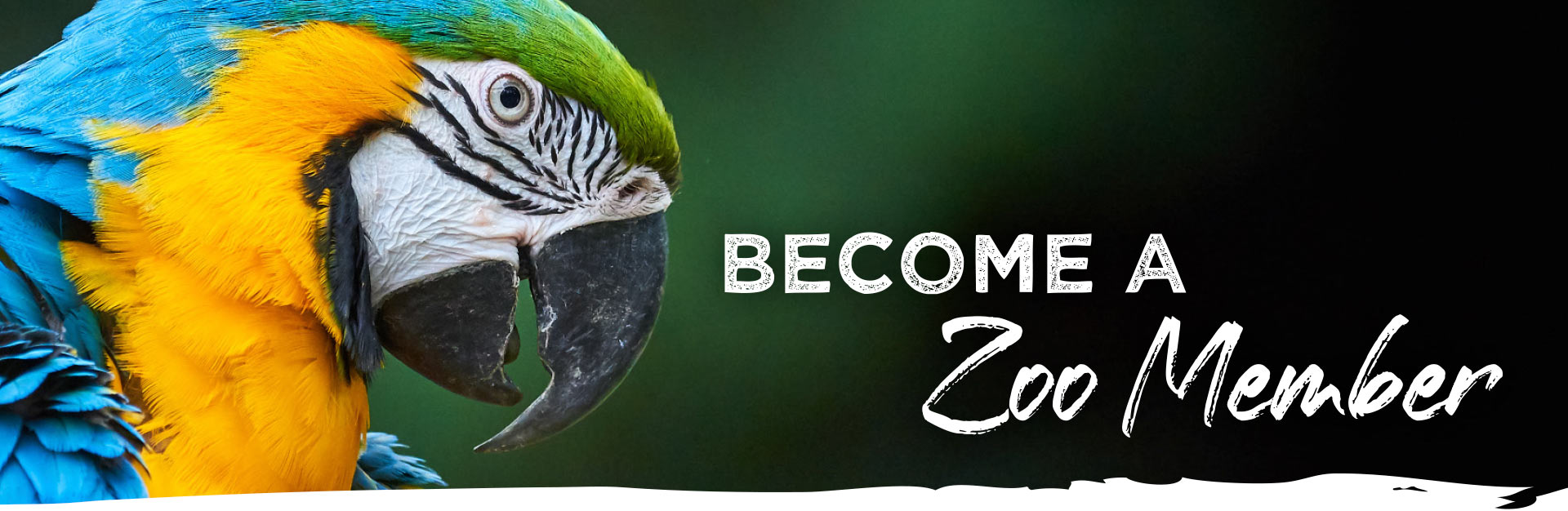 BECOME A ZOO MEMBER