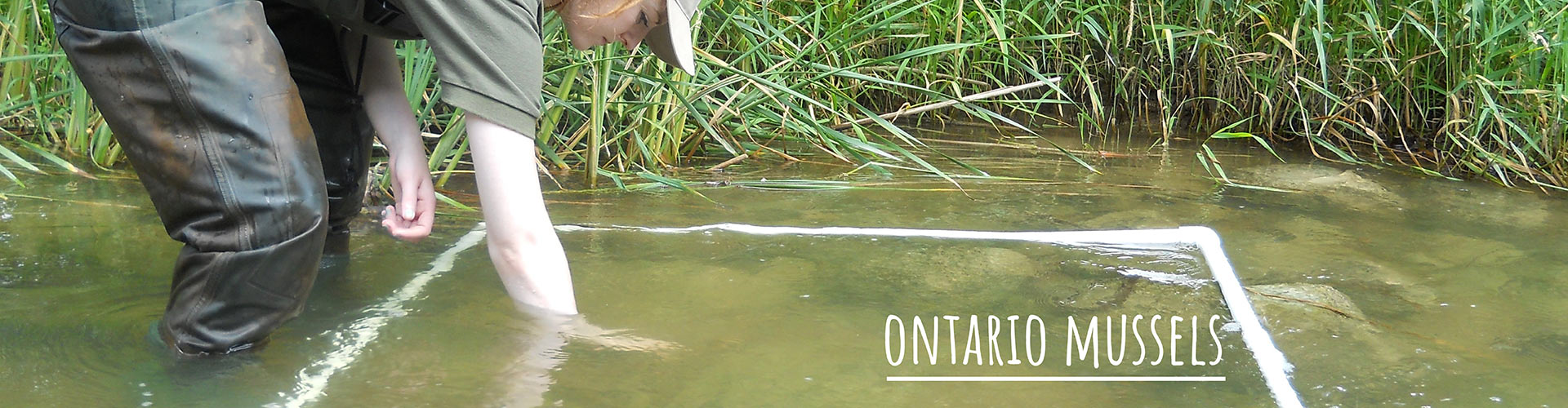 Freshwater Mussels of Ontario