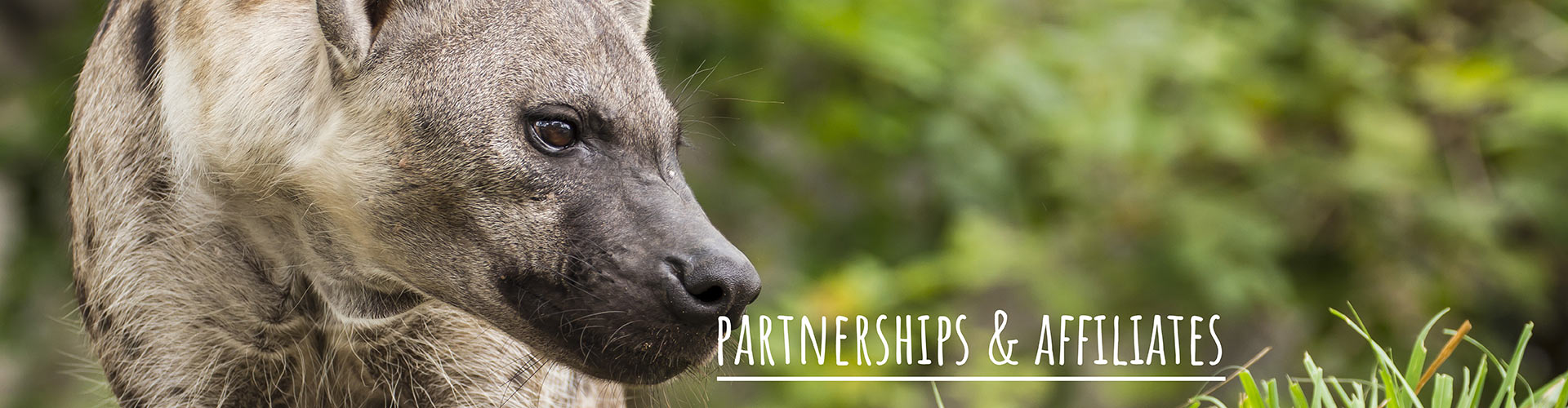 Partnerships and Affiliates