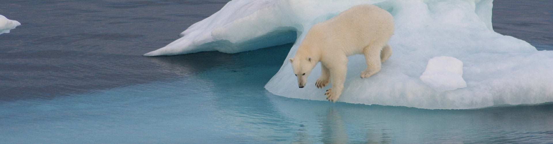 Saving and Protecting Polar Species