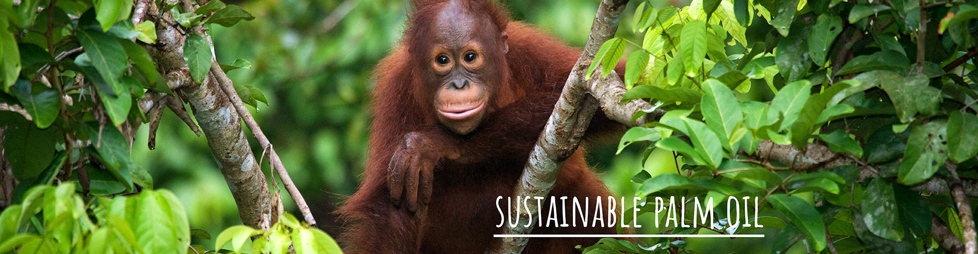 Toronto Zoo Palm Oil Statement