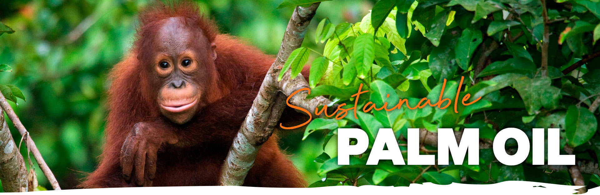 Sustainable Palm Oil