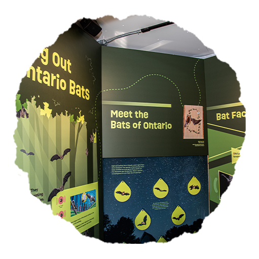 Toronto Zoo Press Releases