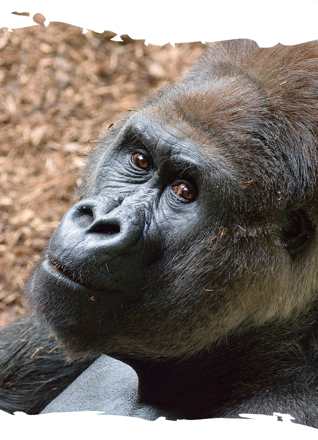 Charles Western Lowland Gorilla