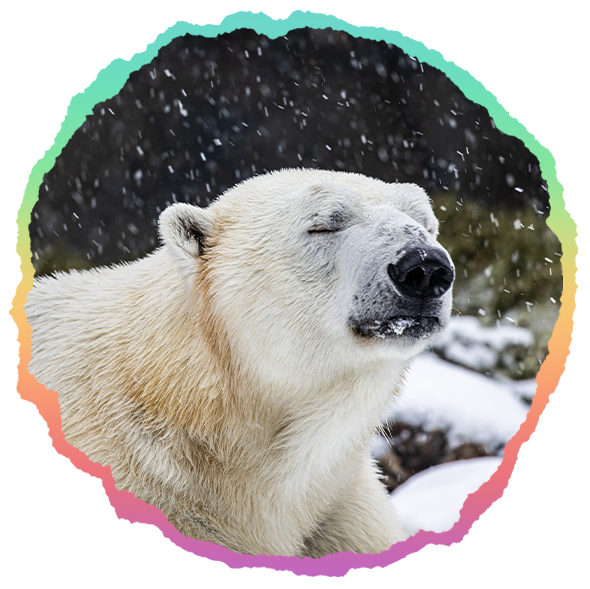 Ring-Tailed-Lemur sitting, looking off camera at the Toronto Zoo.jpg