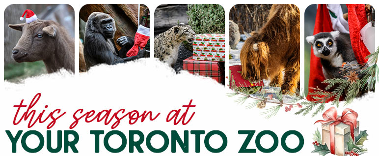 Your Toronto Zoo - Membership Email