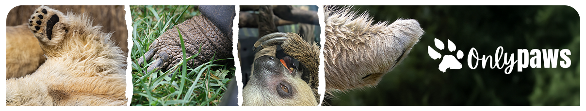 Only Paws Header