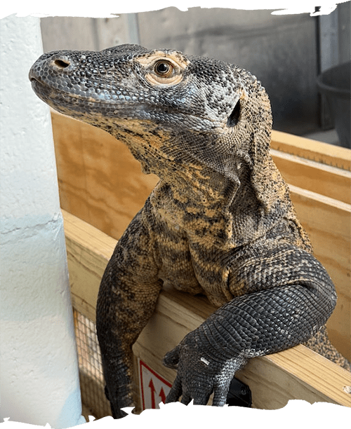 Komodo dragon looking to the left