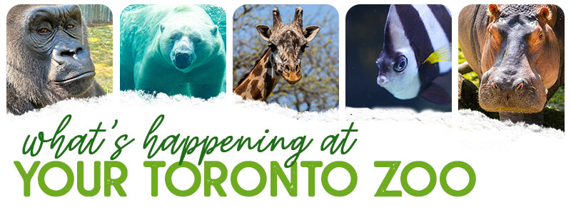 What's Happening At Your Toronto Zoo