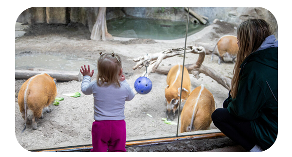 Mom and child looking at Red River Hogs