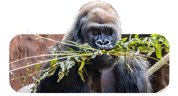 Gorilla holding dozens of tree branches in their mouth