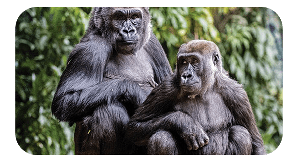 Two Gorillas sitting