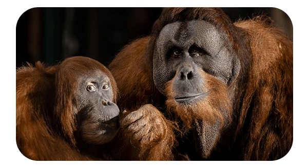 2 Orangutans staring at viewer