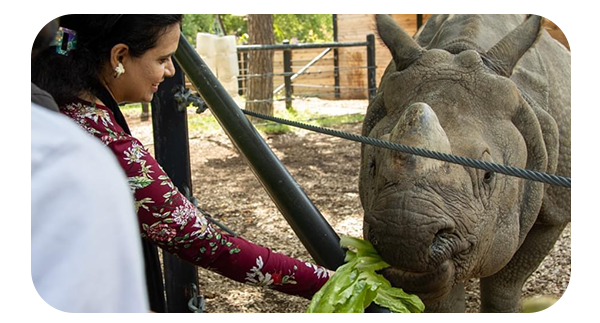 Women feeding a rhino