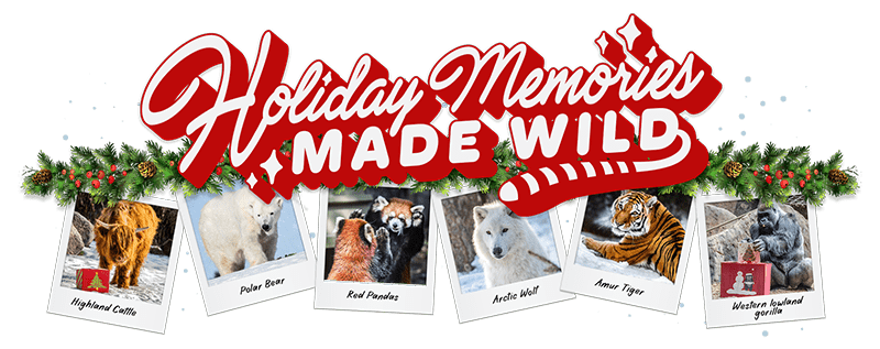 Holiday Memories Made Wild - Highland Cattle, Polar Bear, Red Pandas, Arctic Wolf, Amur Tiger, Western Lowland Gorilla
