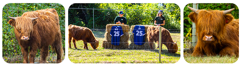 Highland Cows Public Annoucement