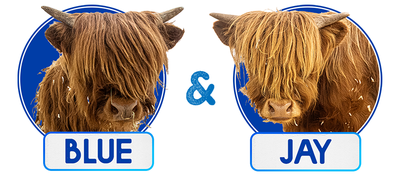 Highland cows are named Blue and Jay!