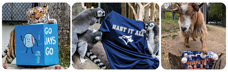 Blue Jays enrichment with various animals from your Toronto Zoo