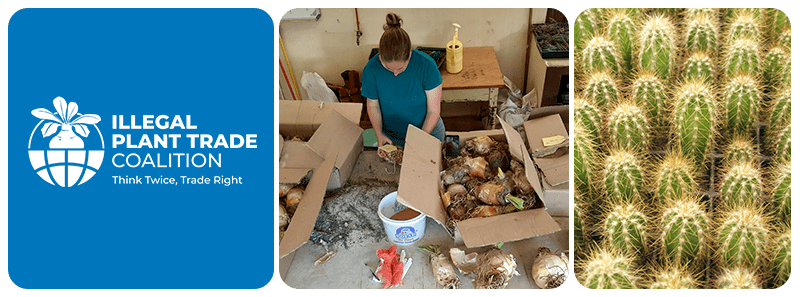 Illegal Plant Trade Coalition