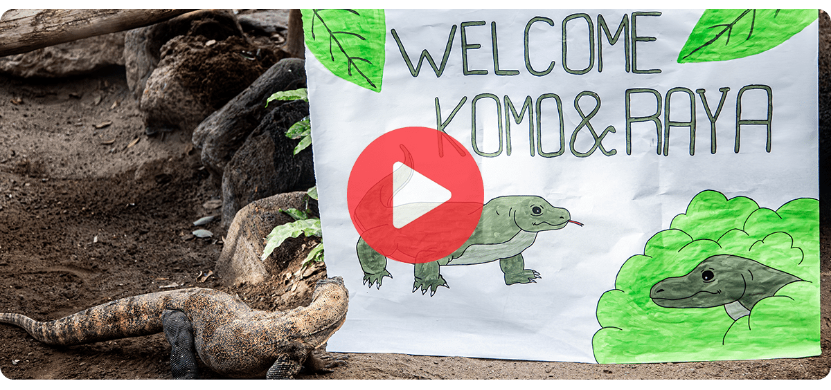 Welcome Komo and Raya!