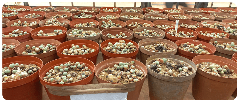 Rows of pots that contain confiscated succulents