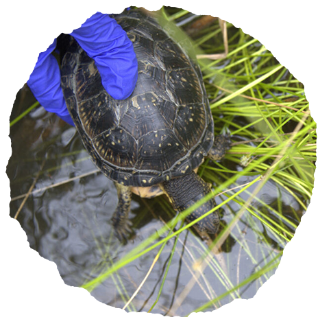 Blanding's turtle being released by Toronto Zoo staff