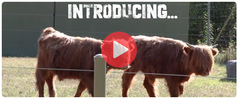 Video Link to Highland Cows moving about.