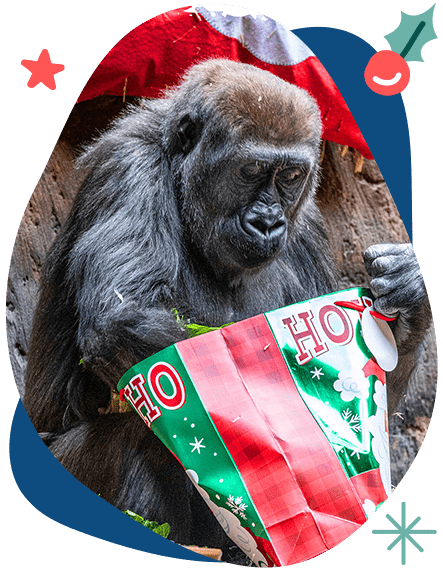 Western Lowland Gorilla opens a gift bag