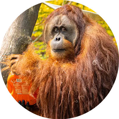 Orangutan staring at you