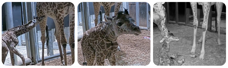 Gallery of baby Giraffe nursing, and getting licked by its mom