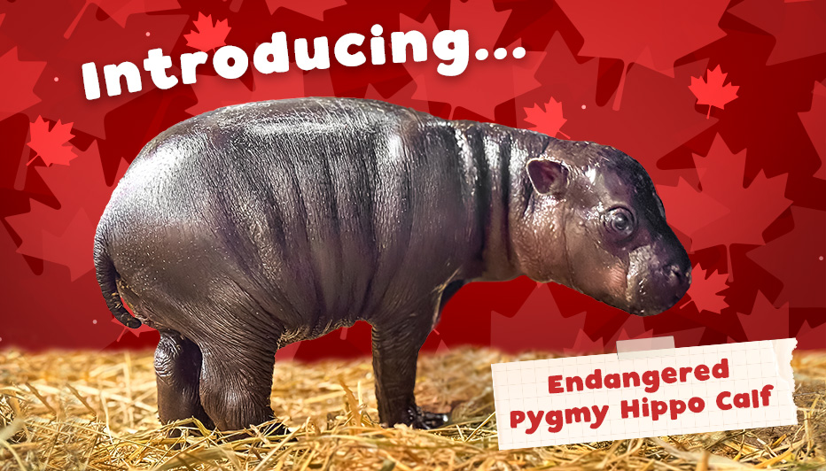 Endangered Pygmy Hippo Calf - Introducing...
