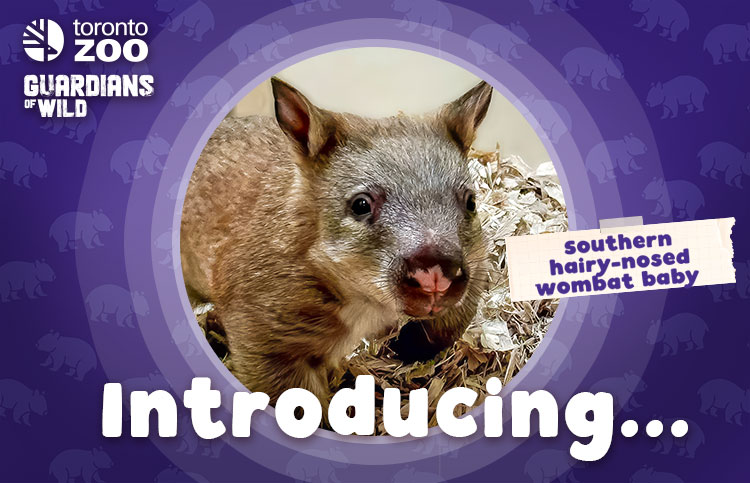 Introducing Wombat Baby...