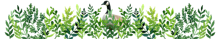 Illustration of green foliage with a hidden canadian goose