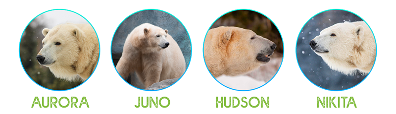 List of Toronto Zoo Polar Bears: Aurora, Juno, Hudson and Nikita