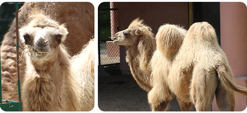 Zorig eating and walking around.